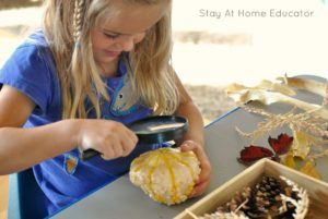 Pre-k child using magnifying glass to examine fall produce in prescshool activity